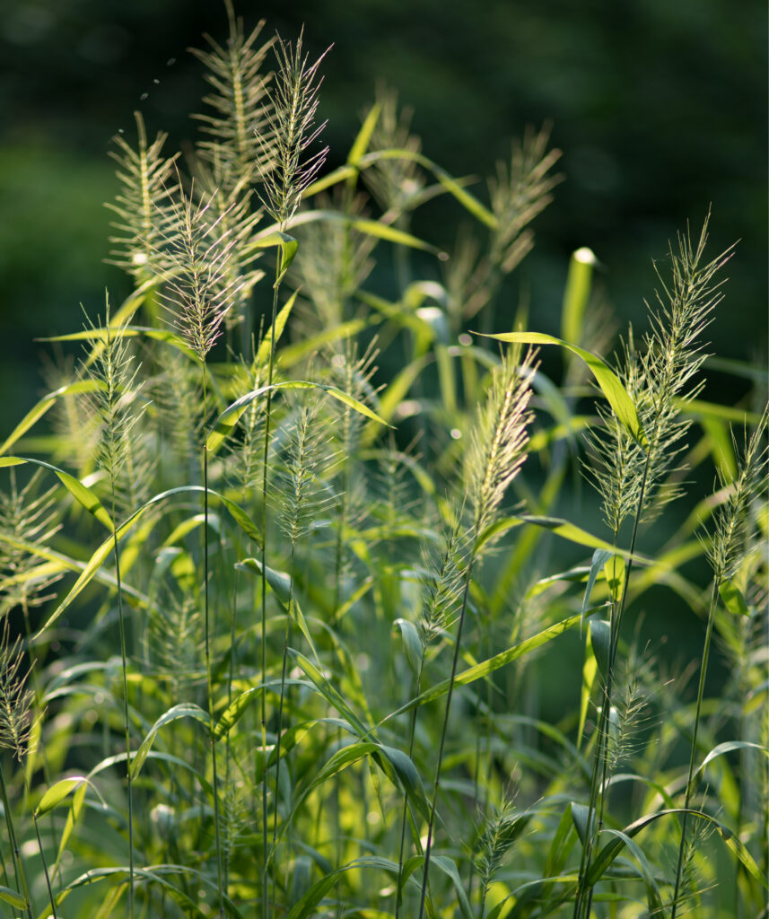 Elymus hystrix – Bottlebrush Grass - Native Plant Grower